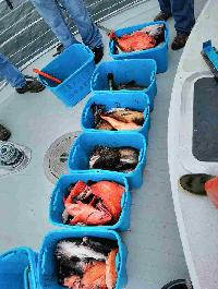 Whale Watching Depoe Bay 